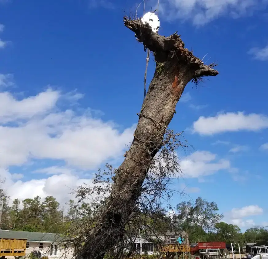 Tree pruning Columbus
