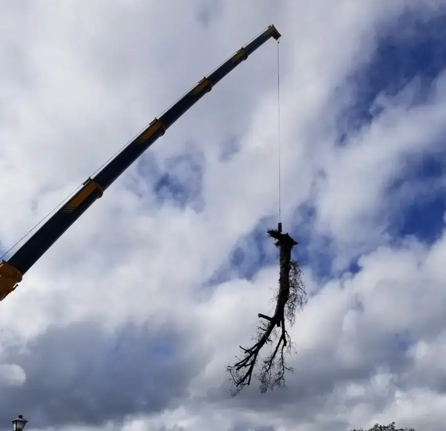 Large tree removal